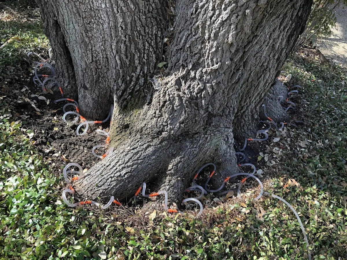 Detailed Tree Cabling and Bracing job site in Mchenry