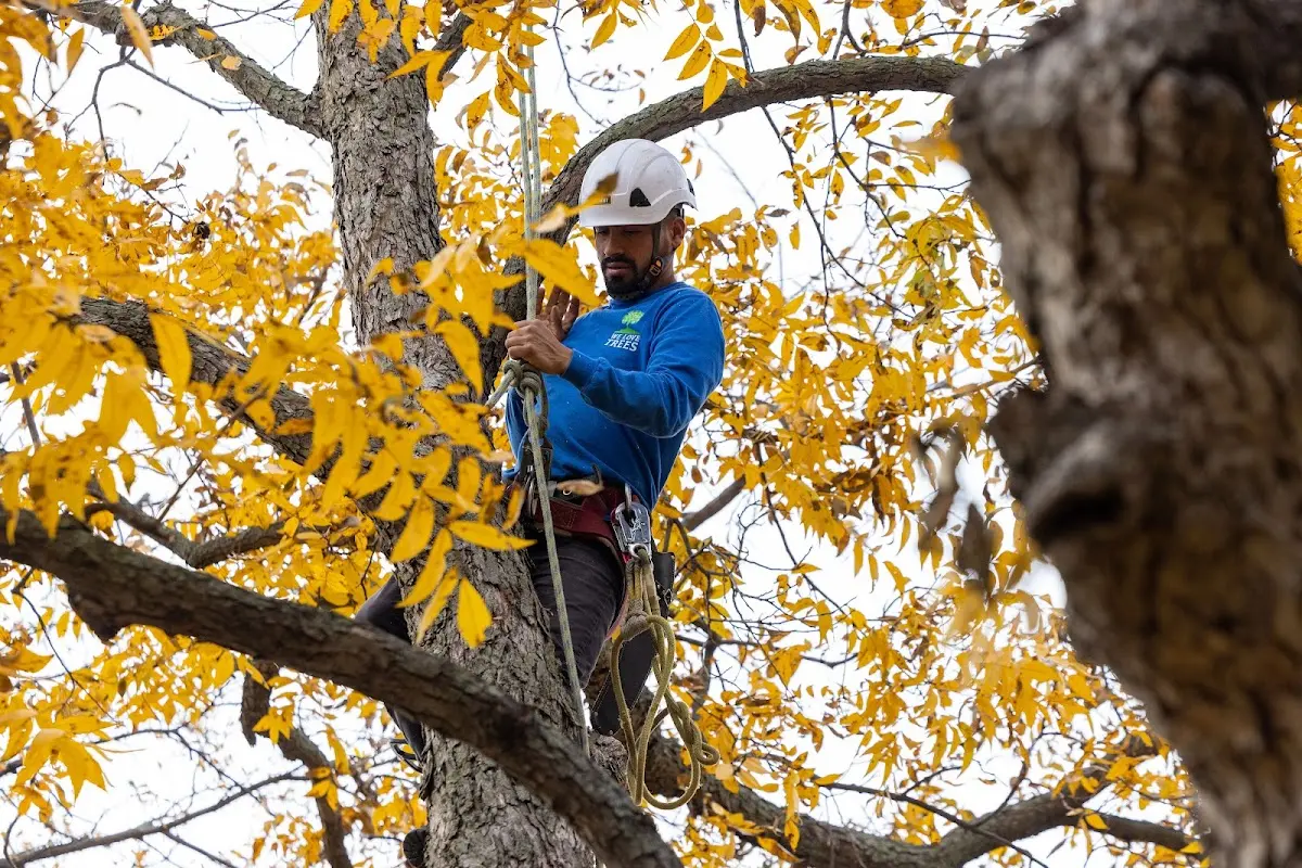 Skilled Storm Damage Cleanup crew working in Mchenry